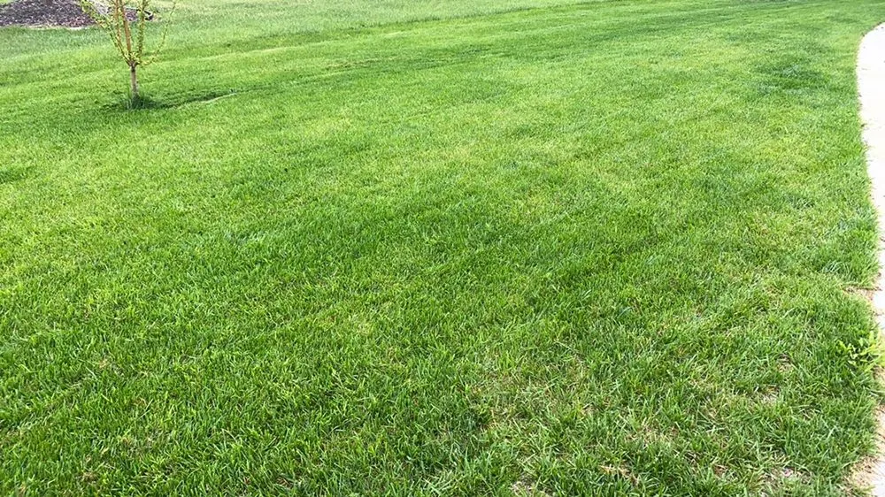 Affordable yard maintenance near you across Wichita, KS - Austicle Lawn Mowing