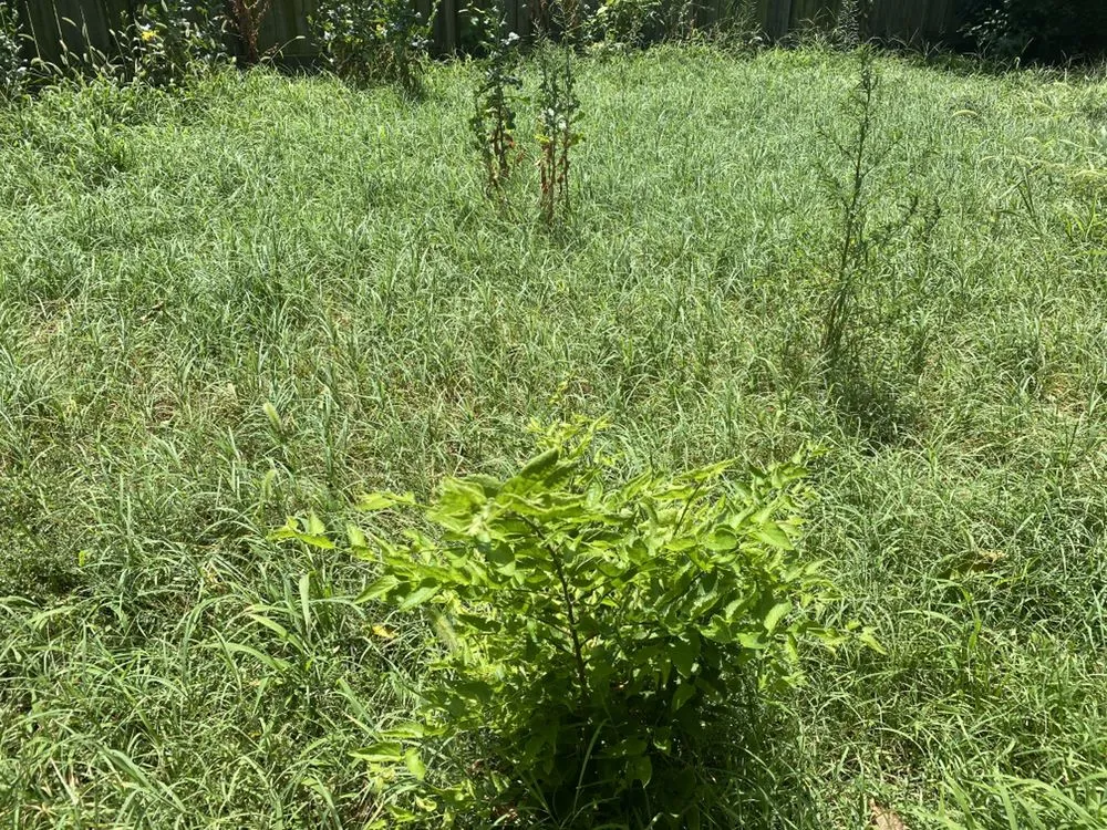 Expert yard maintenance in Wichita, KS - Austicle Lawn Mowing