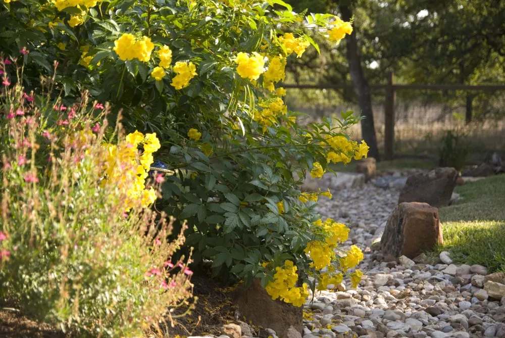 Top-rated yard cleanup service in Manchaca, TX by Austin Landscape and Design