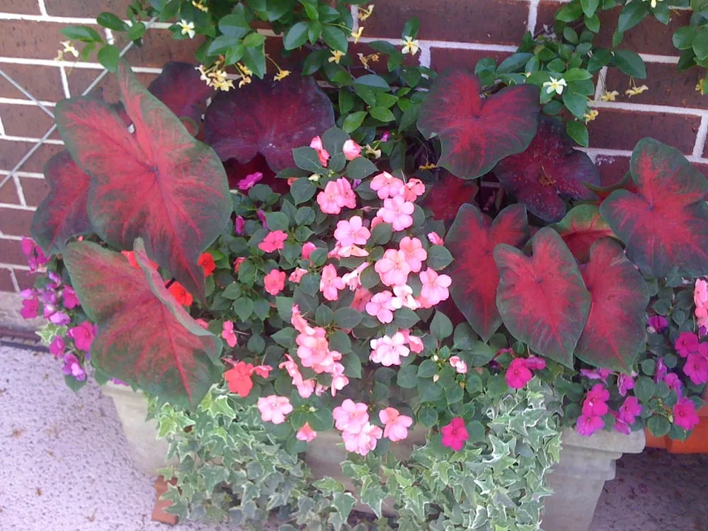 Expert lawn care service for residential properties across Houston, TX - Austin Landscaping