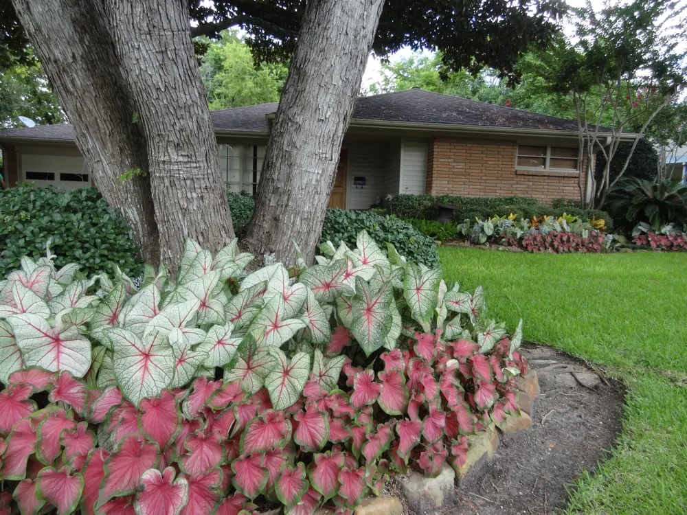 Affordable landscape design experts serving Houston, TX - Austin Landscaping