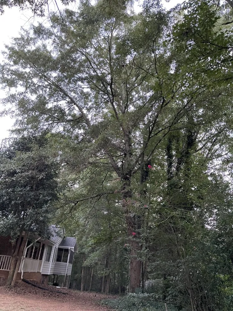 Professional landscape design in Hampton, GA - Austin Tree And Lawn Care