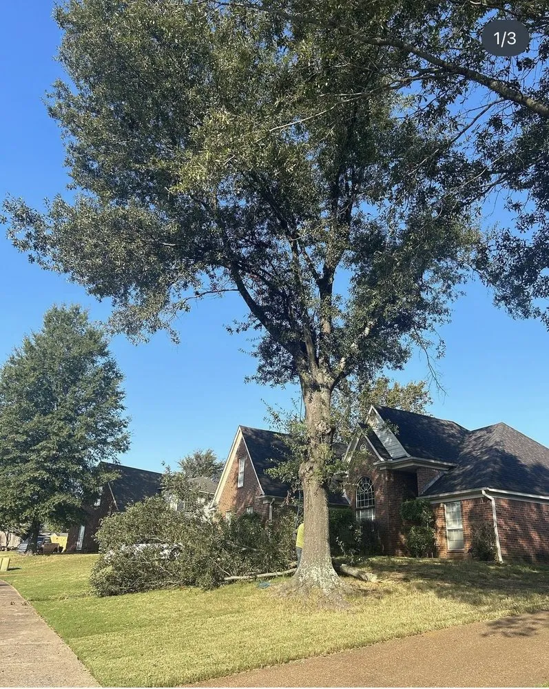 Reliable yard maintenance near you across Hampton, GA - Austin Tree And Lawn Care