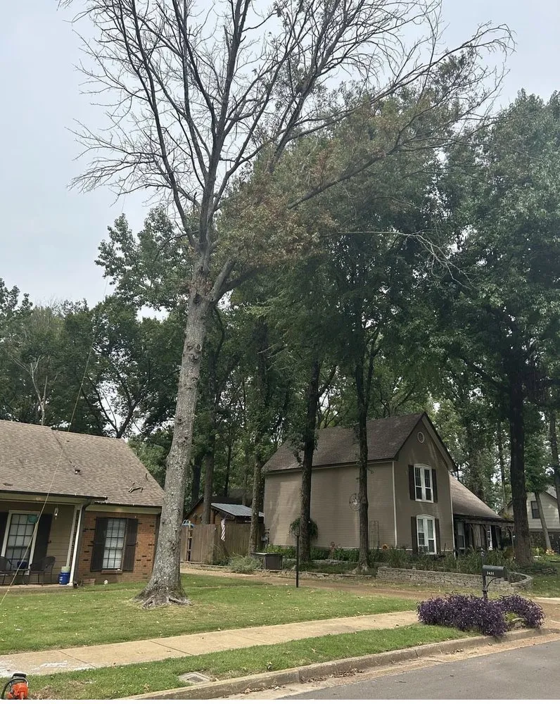 Expert lawn mowing service for beautiful yards in Hampton, GA by Austin Tree And Lawn Care