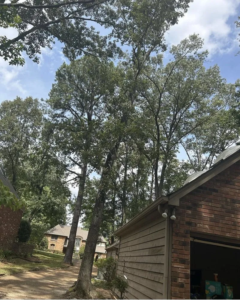 Trusted outdoor landscaping for year-round maintenance in Hampton, GA by Austin Tree And Lawn Care