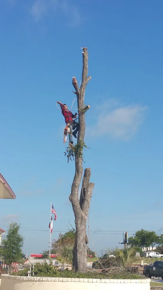 Professional landscaping services in Pflugerville, TX by Austin Tree Trimming