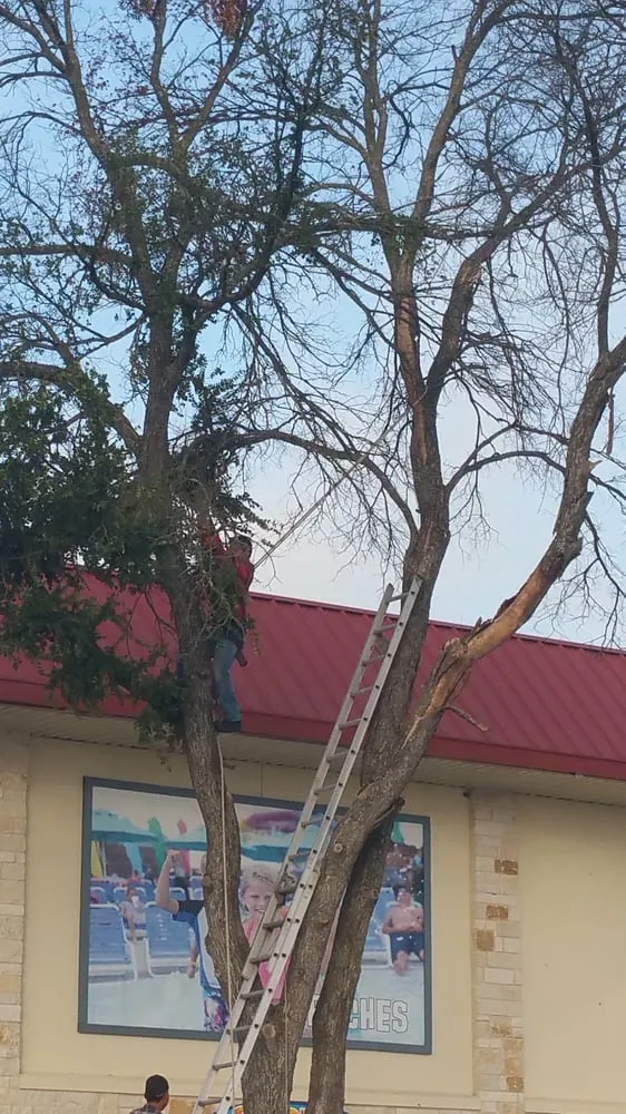 Reliable lawn care service experts serving Pflugerville, TX - Austin Tree Trimming