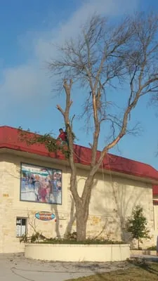 Austin Tree Trimming Logo