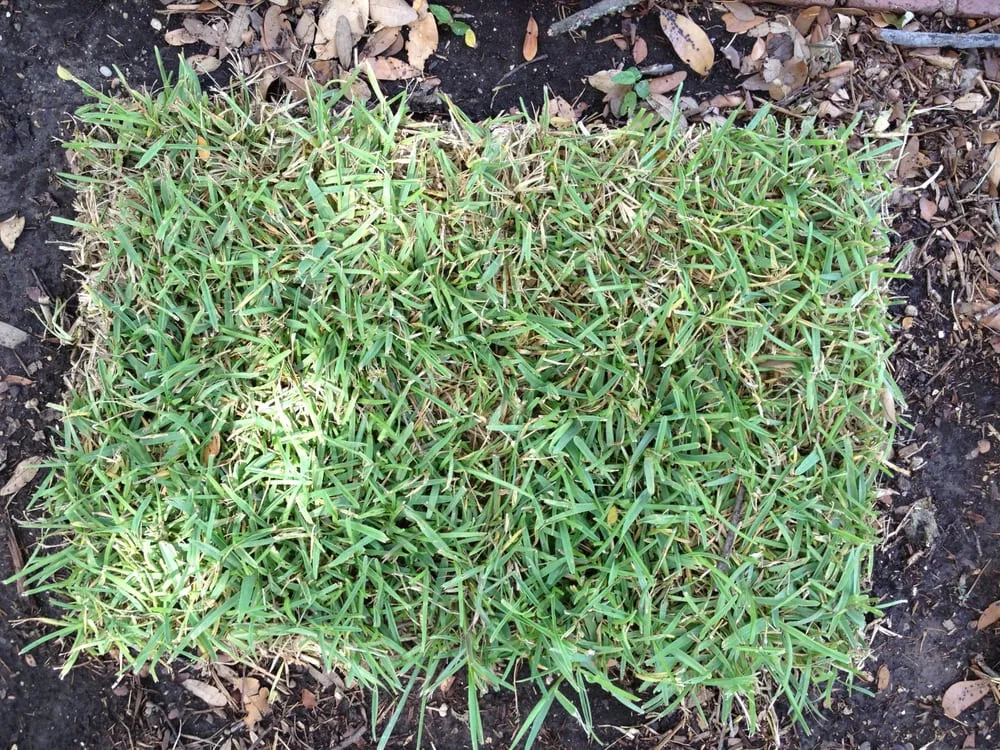 Trusted lawn mowing service experts serving Austin, TX - Austin Turf Grass