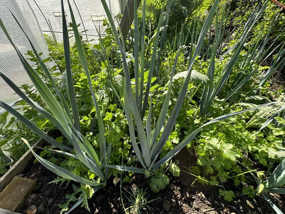 Local residential landscaping for homes across Modesto, CA - Austin's Garden & Tree Service