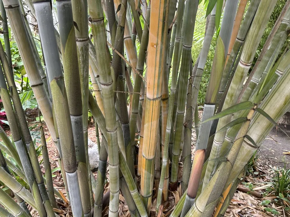 Custom lawn care service in Modesto, CA - Austin's Garden & Tree Service