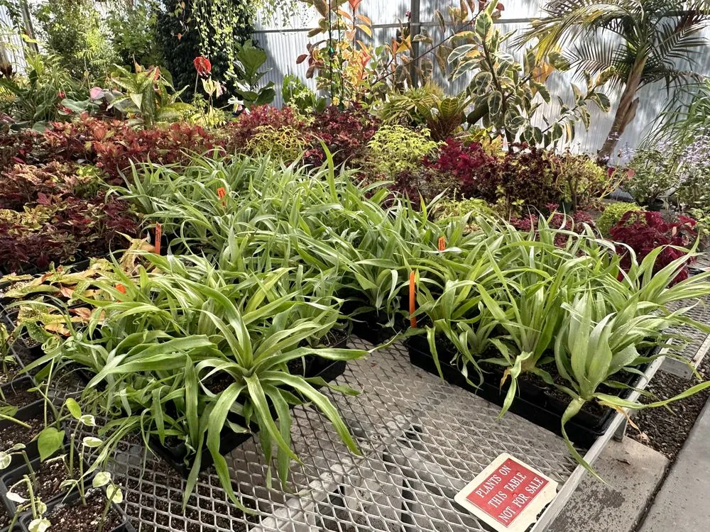 Custom landscape design with custom design in Modesto, CA by Austin's Garden & Tree Service