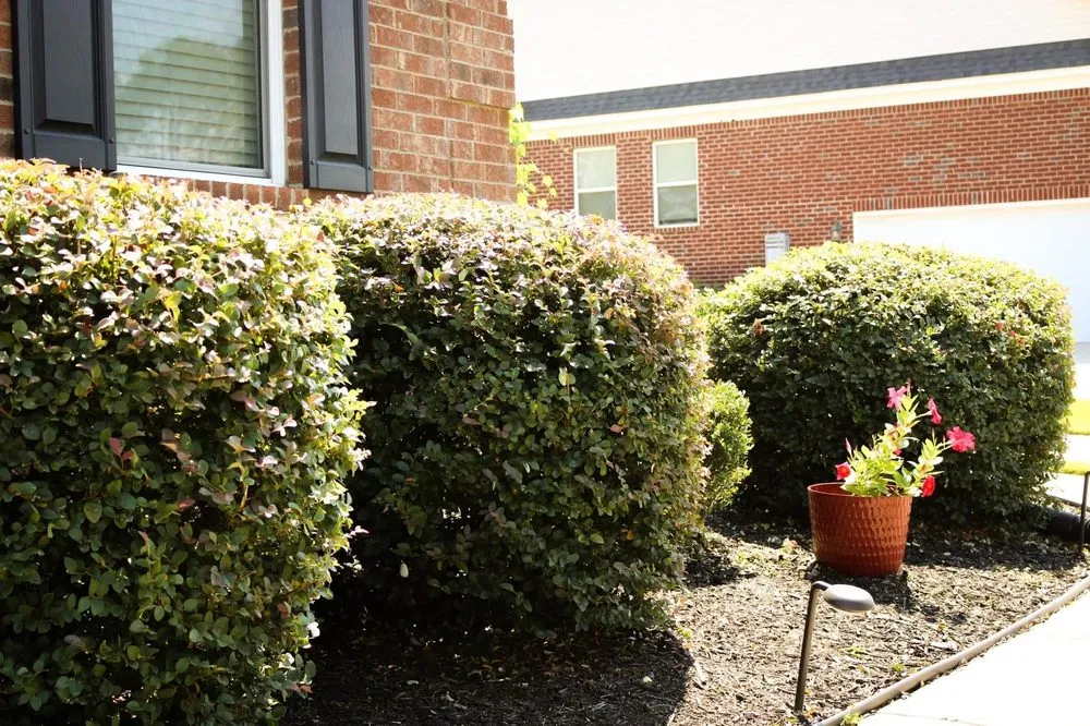 Reliable lawn care service in Lexington, SC by Austin's Landscape & Irrigation