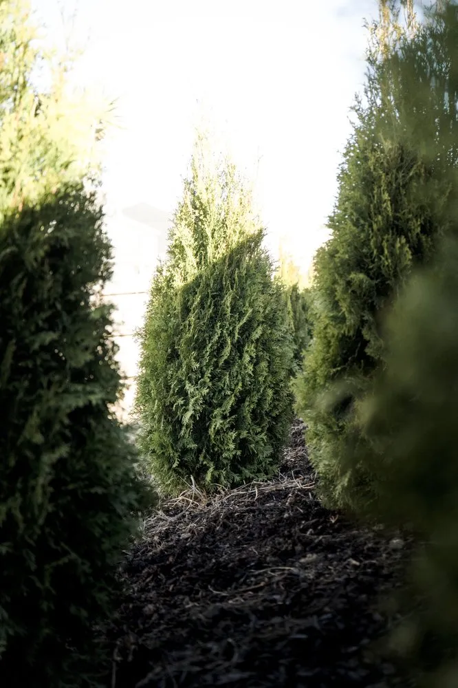 Professional landscaping services for year-round maintenance across Lexington, SC - Austin's Landscape & Irrigation