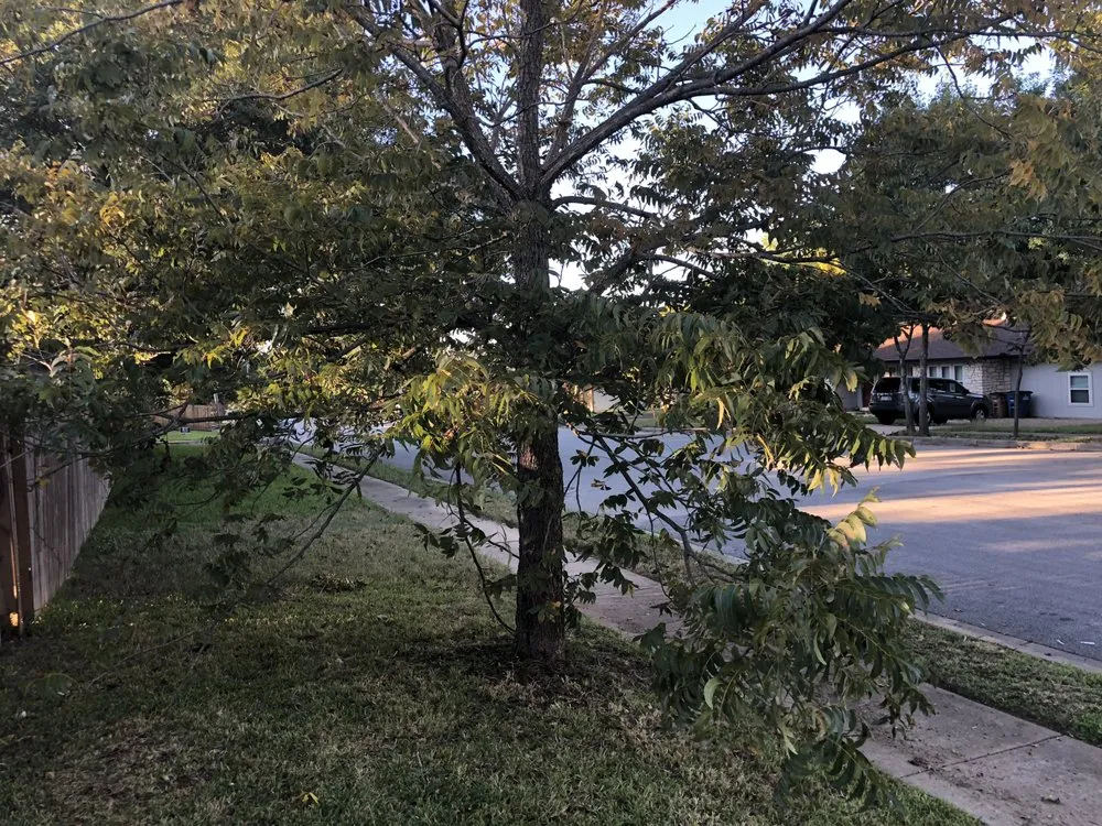 Professional lawn mowing service in Austin, TX by Austins Lawn Enforcement