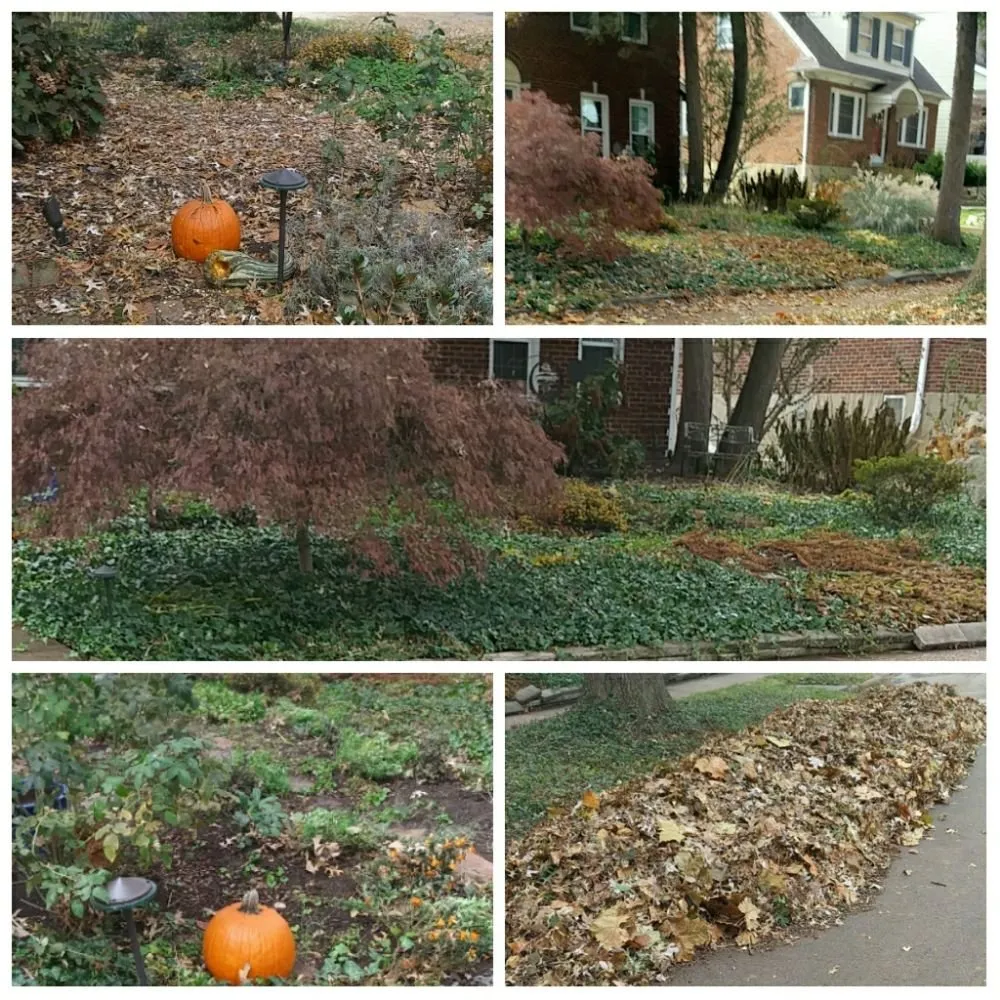 Professional lawn care service in St. Louis, MO by Austin's Lawncare