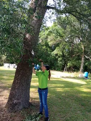 Austin's Mean Green Lawn Solutions