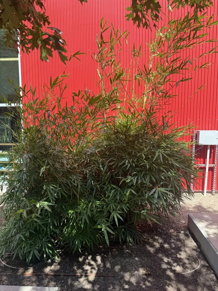 Local yard cleanup service with custom design across Austin, TX - Austinscapes