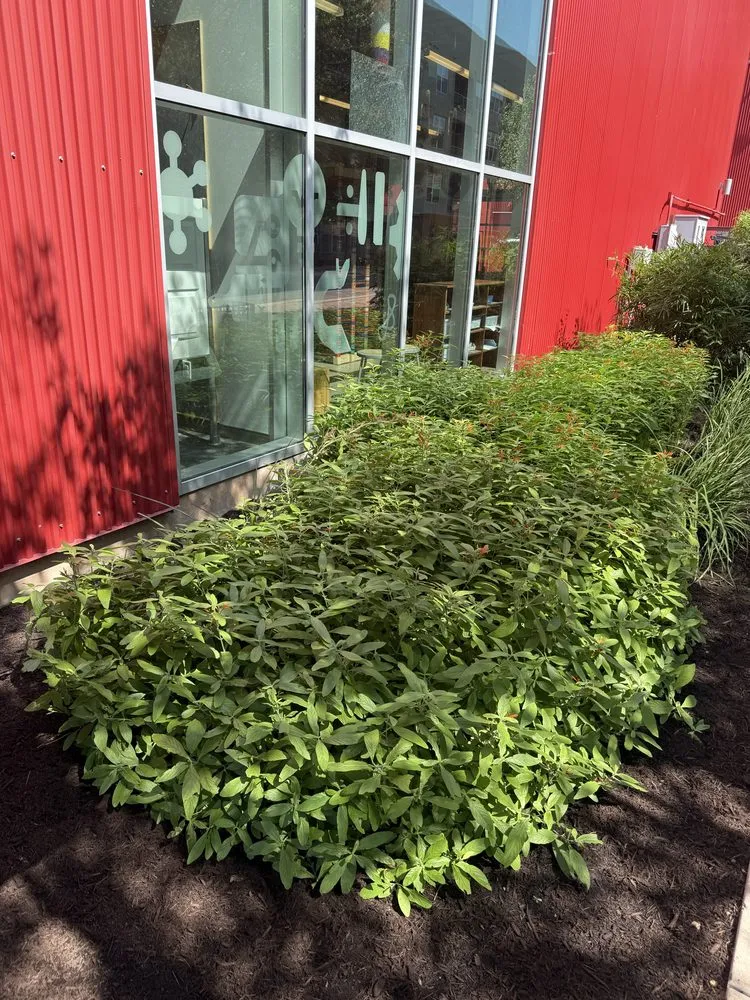 Affordable yard cleanup service for outdoor upgrades across Austin, TX - Austinscapes