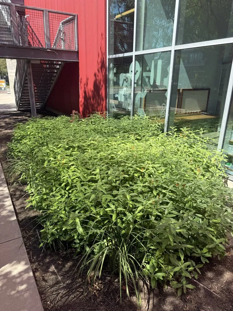 Affordable outdoor landscaping in Austin, TX - Austinscapes