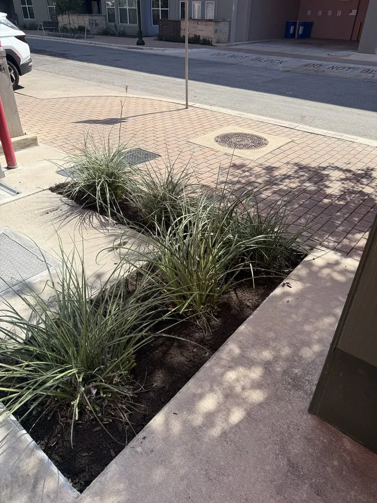 Trusted yard cleanup service in Austin, TX by Austinscapes