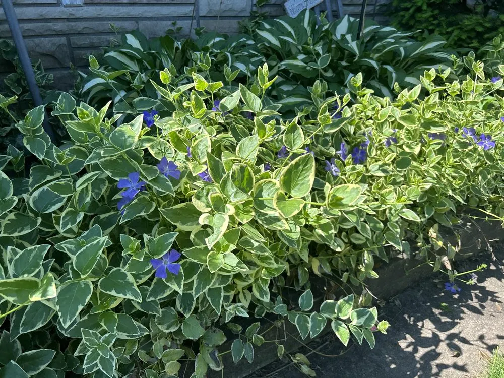 Custom yard maintenance for year-round maintenance in Medina, NY by Authentic Lawn Care