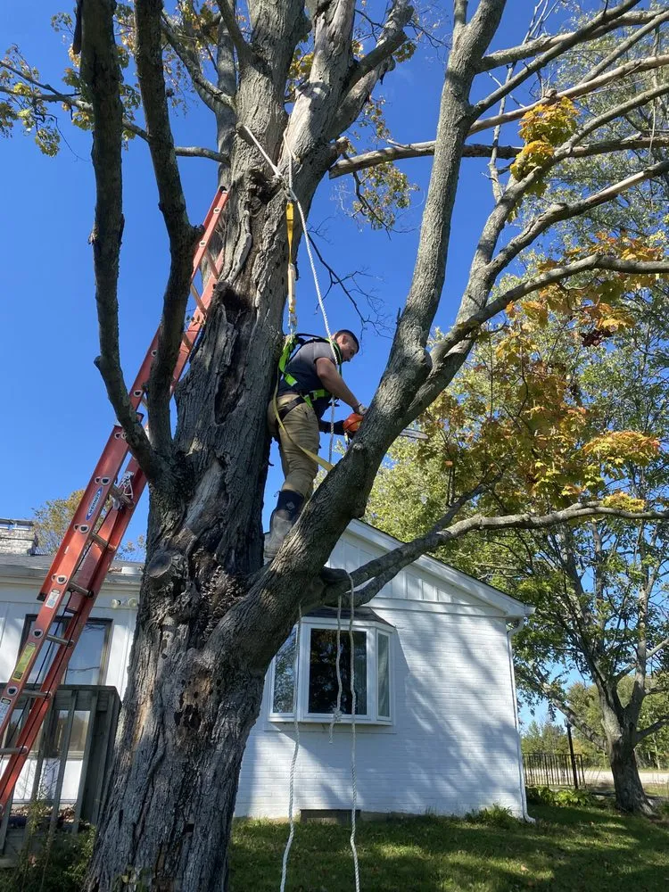 Local yard cleanup service experts serving Goshen, OH - Authentic Scapes