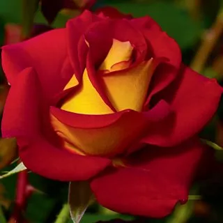 Reliable yard maintenance with custom design in Waldorf, MD by Authentic Seasonal Services