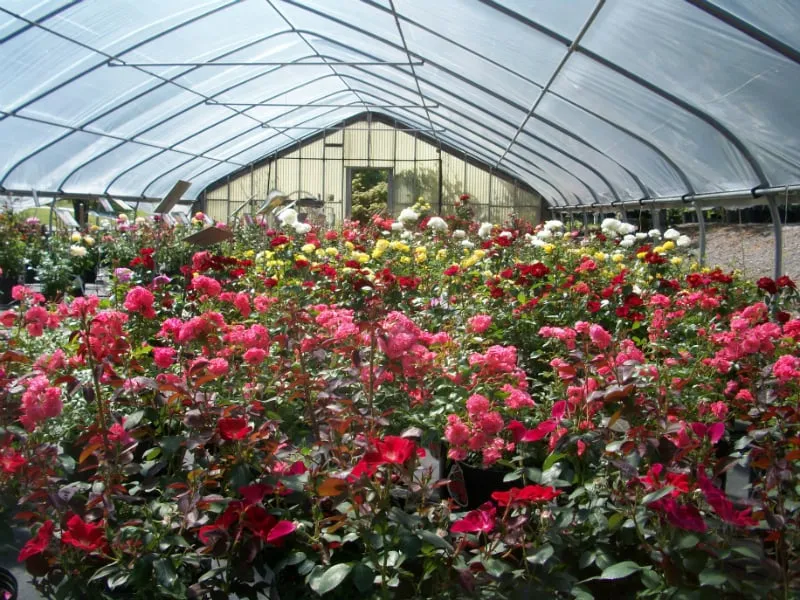 Affordable yard cleanup service for year-round maintenance in Woodstock, GA by Autumn Hill Nursery