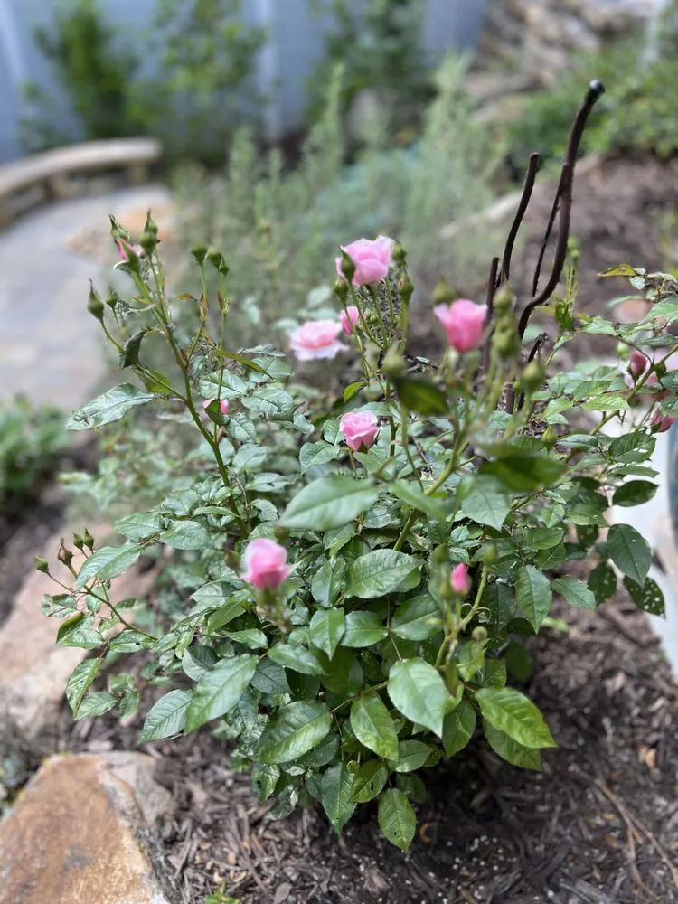 Professional lawn mowing service for outdoor upgrades in Woodstock, GA by Autumn Hill Nursery