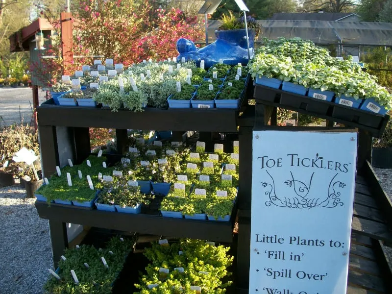 Reliable landscape design for residential properties across Woodstock, GA - Autumn Hill Nursery