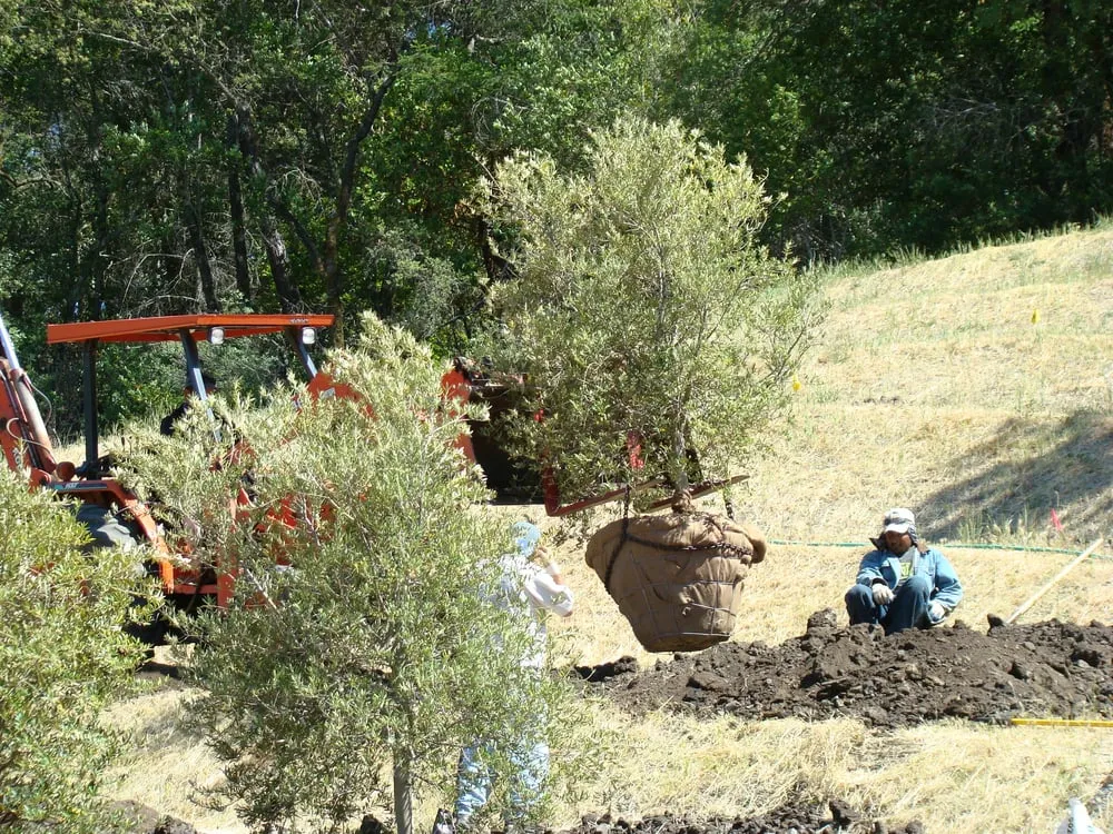 Reliable yard cleanup service in Angwin, CA by Autumn Skies Landscapes