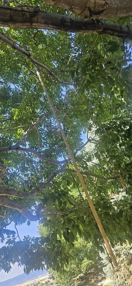 Affordable residential landscaping for residential properties across Golden, CO - Autumn Tree, Lawn and Landscape