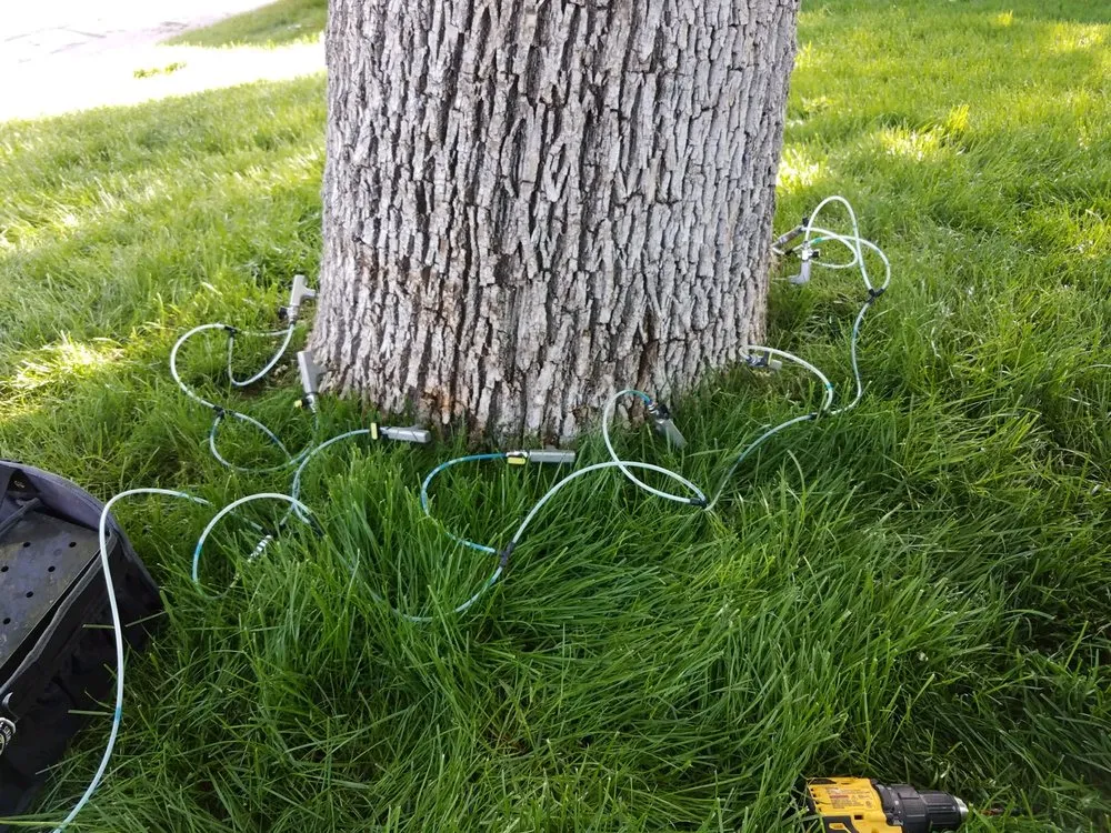 Expert lawn care service experts serving Golden, CO - Autumn Tree, Lawn and Landscape