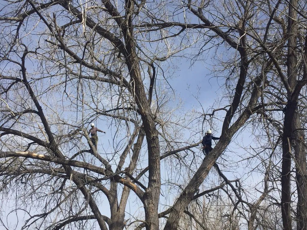 Affordable garden landscaping in Golden, CO - Autumn Tree, Lawn and Landscape