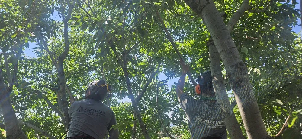 Custom yard maintenance with custom design in Golden, CO by Autumn Tree, Lawn and Landscape