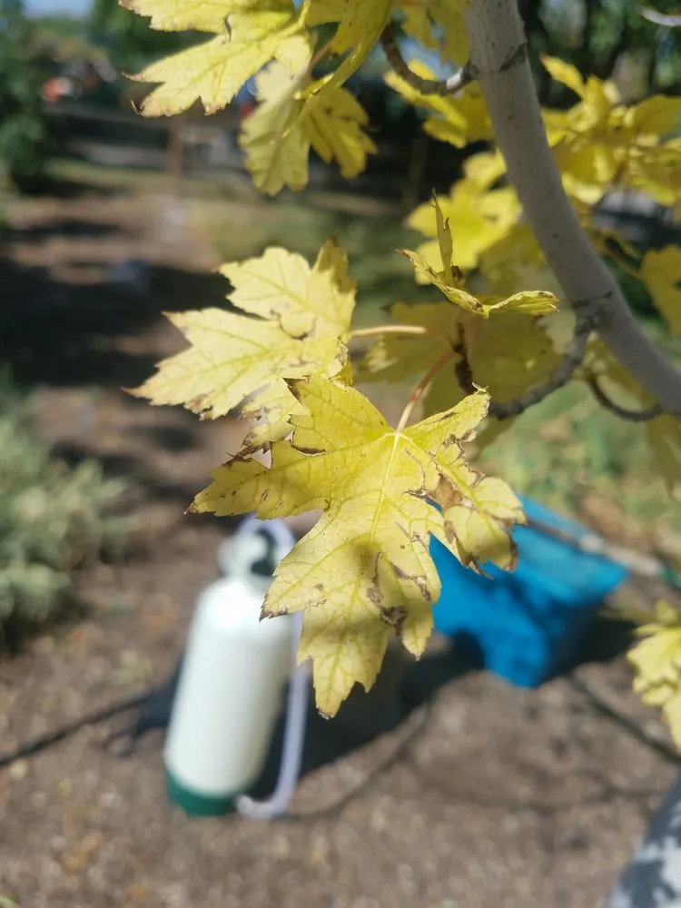 Professional garden landscaping for homes across Golden, CO - Autumn Tree, Lawn and Landscape