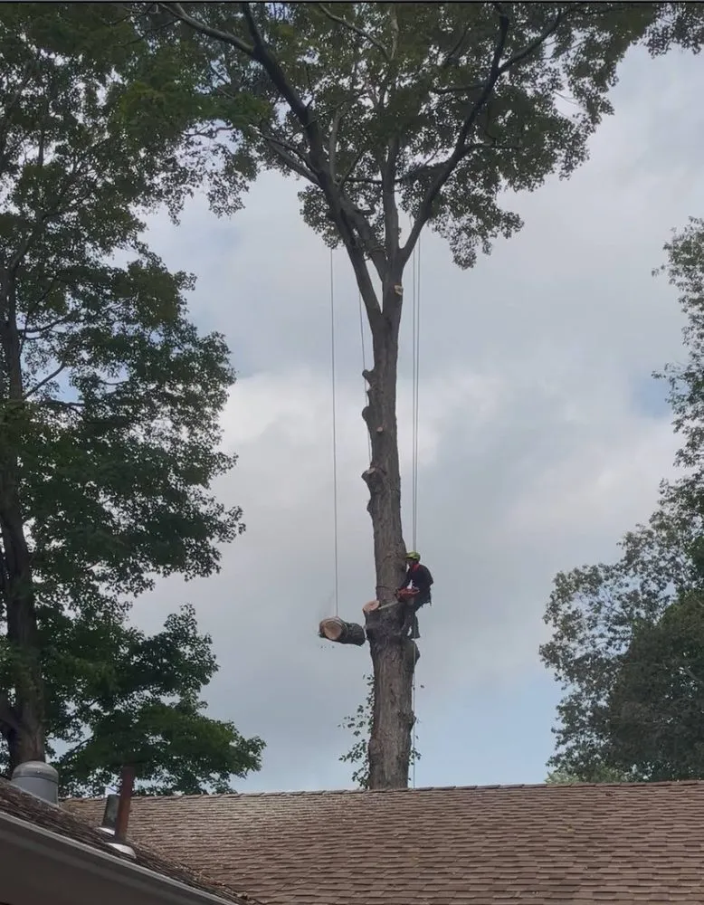 Professional yard cleanup service in Valhalla, NY by Av Angel’s V