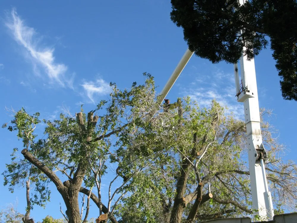 Expert outdoor landscaping in Lancaster, CA - AV Lancaster Landscaping and Gardening