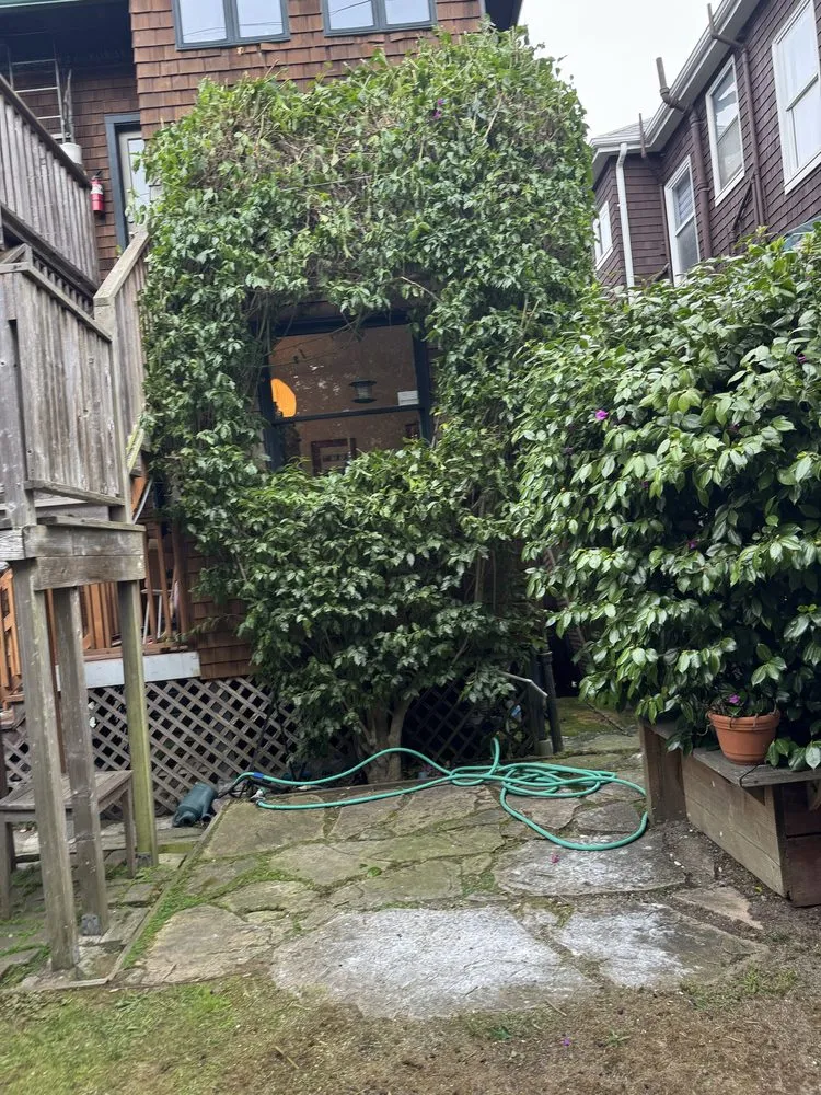 Professional lawn care service experts serving Daly city, CA - AV Landscape