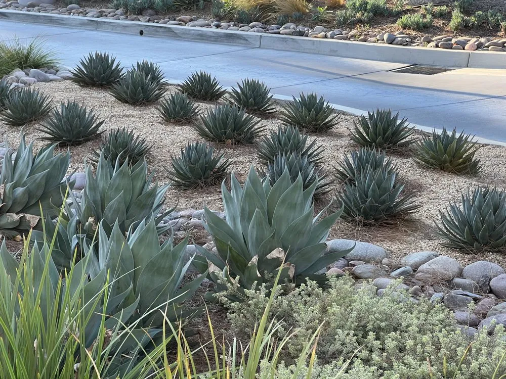 Trusted yard cleanup service experts serving Dinuba, CA - AV Landscape