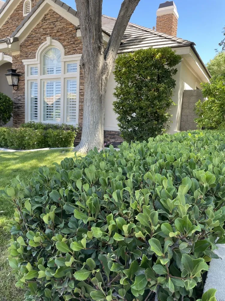 Expert yard cleanup service experts serving Las Vegas, NV - AV Landscape