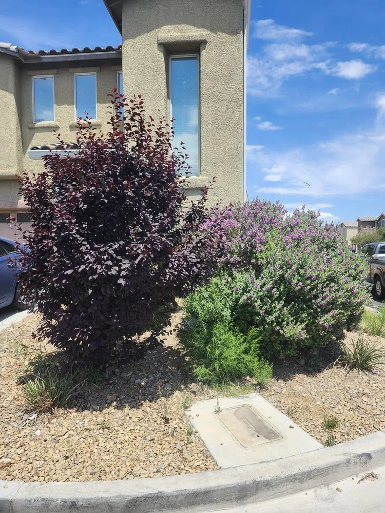 Affordable yard cleanup service experts serving Las Vegas, NV - AV Landscape