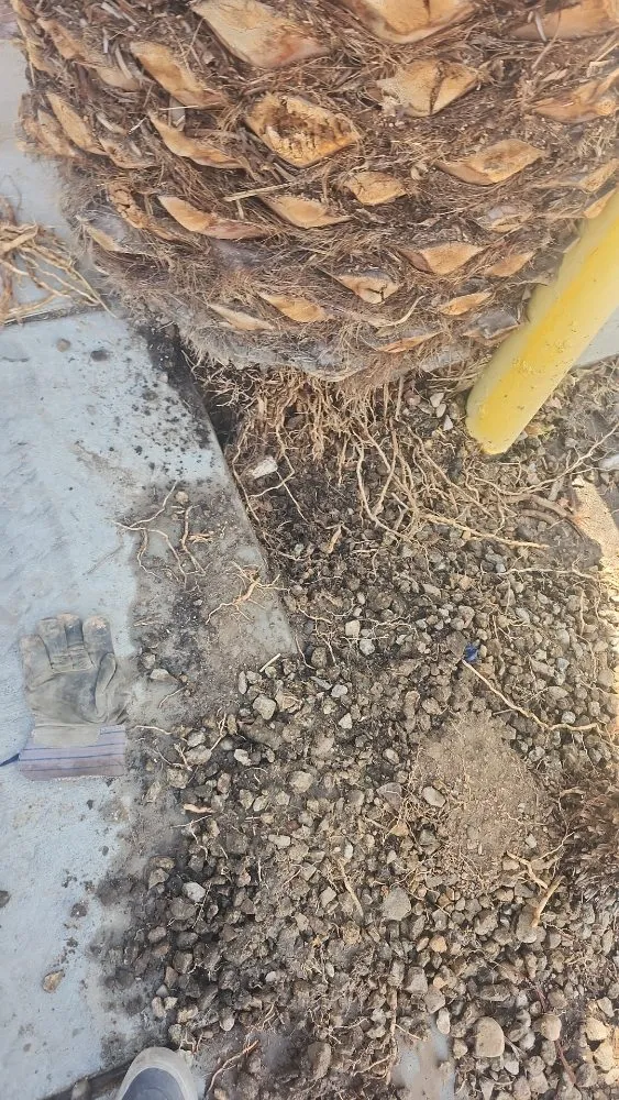 Reliable landscape installation in Las Vegas, NV by AV Landscape