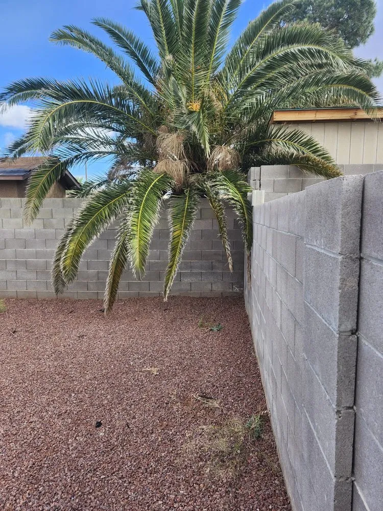 Local yard maintenance in Las Vegas, NV by AV Landscape
