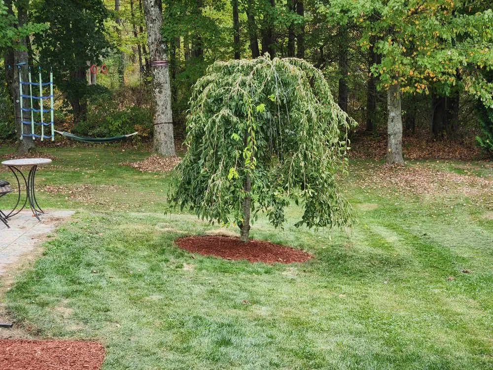 Trusted yard cleanup service experts serving Quakertown, PA - AV Landscapes
