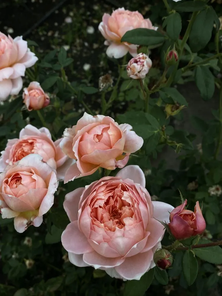 Reliable yard cleanup service for outdoor upgrades in Carson city, NV by A&V Landscaping