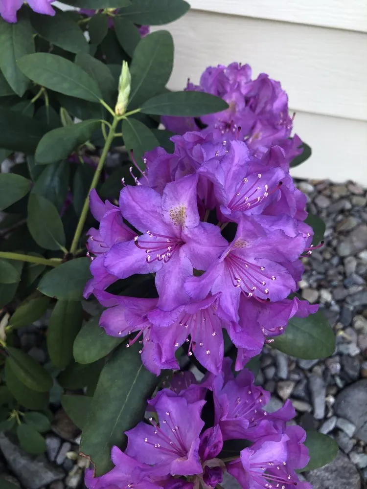 Local lawn care service with custom design across Carson city, NV - A&V Landscaping