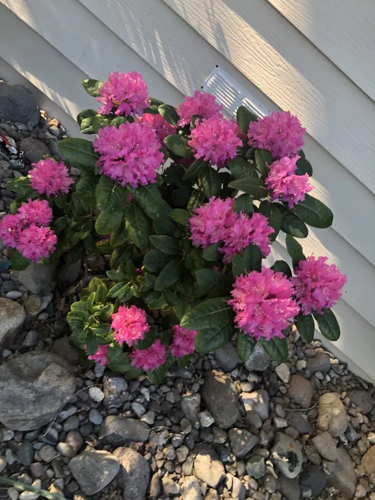 Affordable lawn care service for homes across Carson city, NV - A&V Landscaping