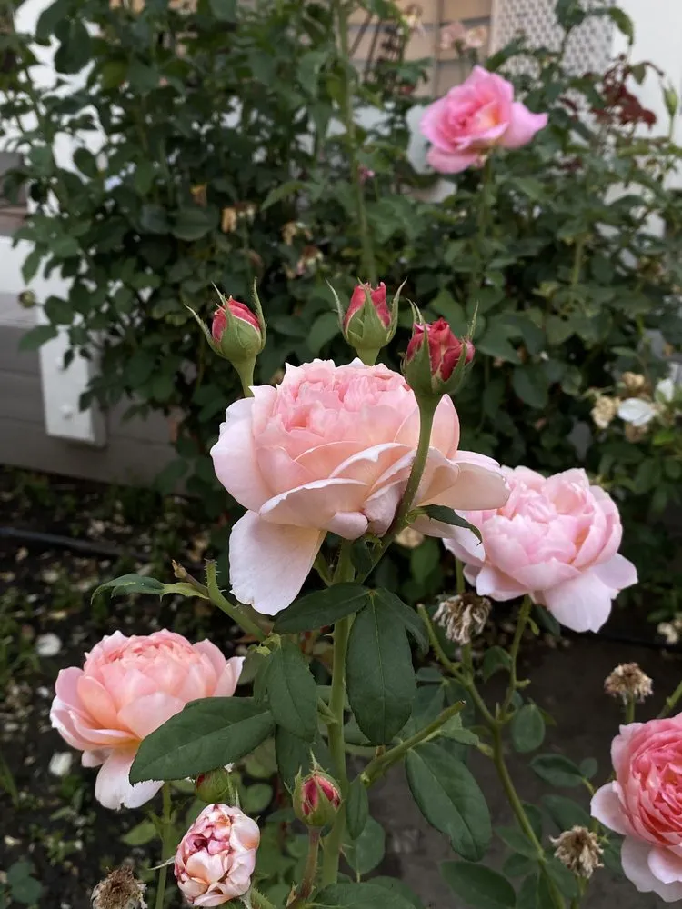 Custom landscaping services for beautiful yards in Carson city, NV by A&V Landscaping